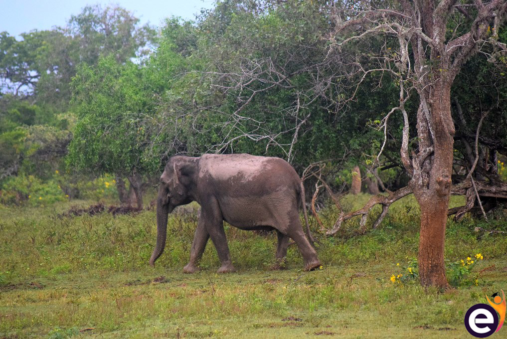 සාහිත්‍යය සහ අලි ඇත්තු, ලිවිසැරි ප්‍රේමය, Literature and elephants