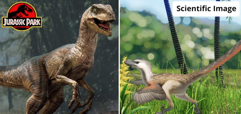 සැබෑ රැප්ටර් | eLearning.lk :: Blog – Science, Philosophy, Social ...